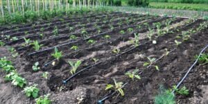 The Pros And Cons Of Drip Irrigation Vs Sprinkler Systems