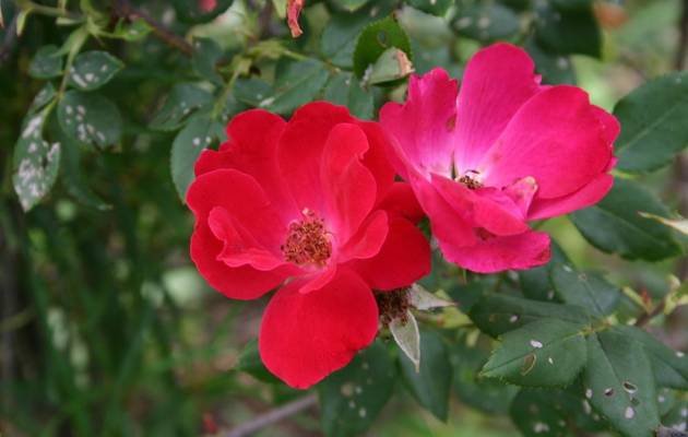 Knock Out Rose_ Rosa chinensis