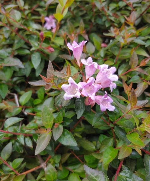 Abelia × grandiflora