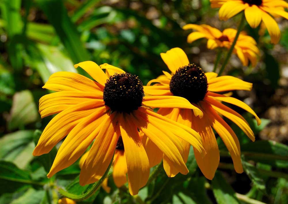 Black-eyed Susan (Rudbeckia hirta) 