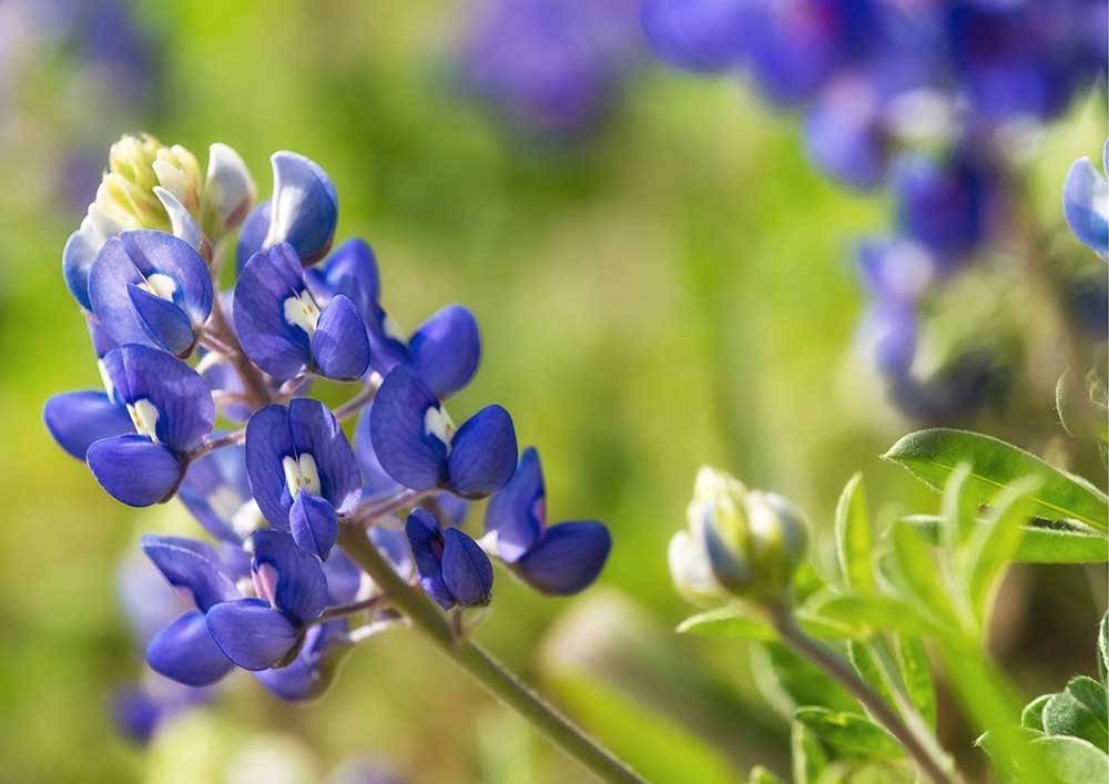 Bluebonnet (Lupinus texensis)