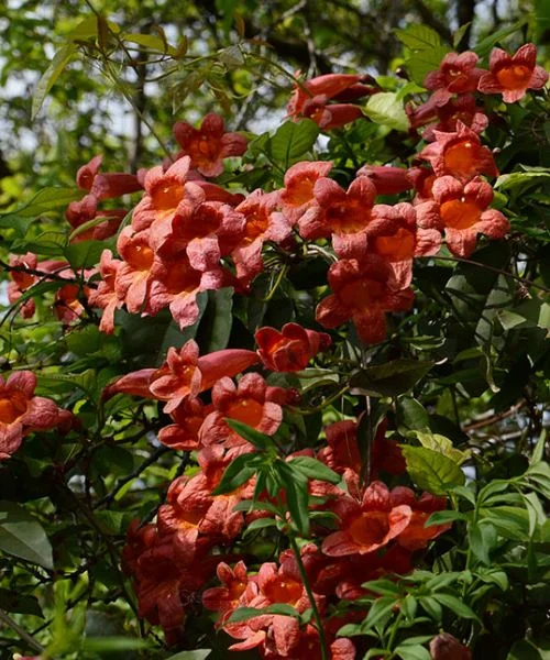 Crossvine