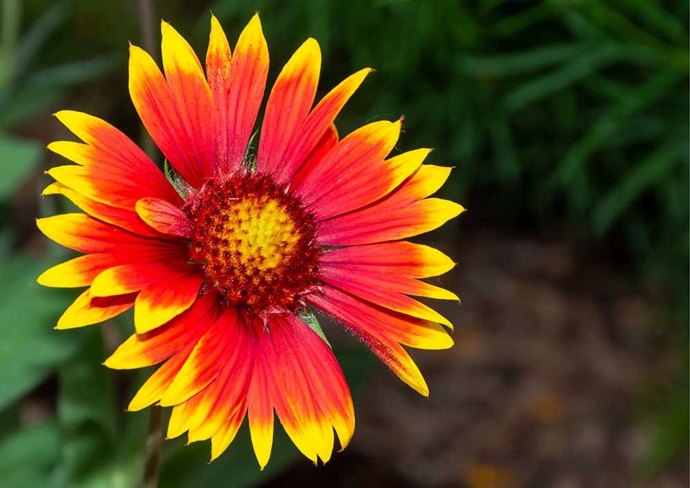 Firewheel (Gaillardia pulchella)