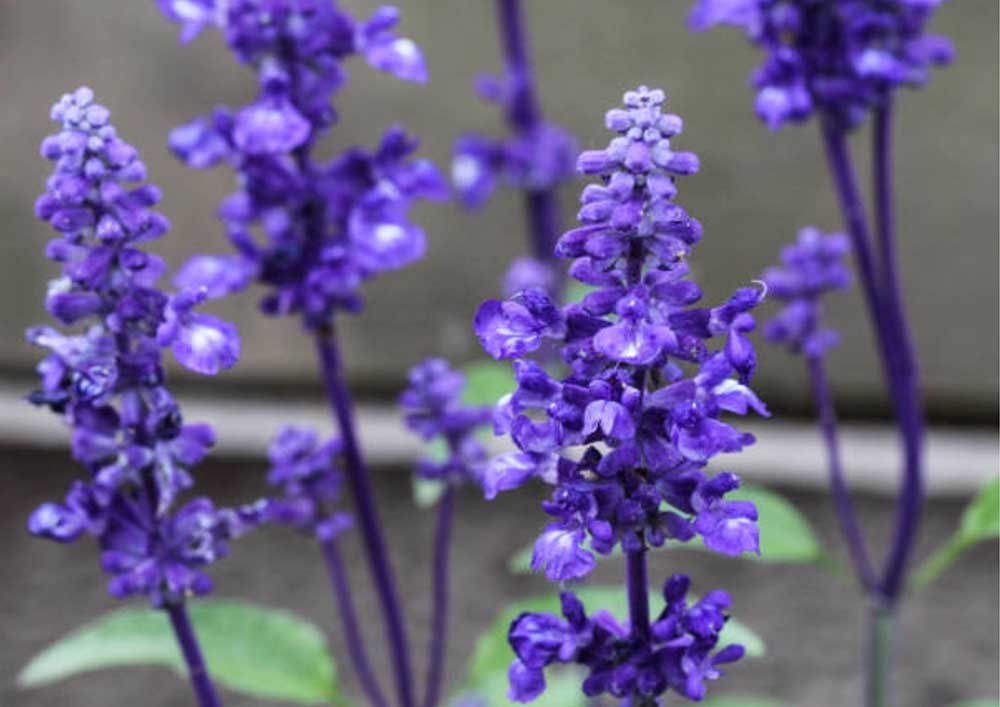 8. Mealy Sage (Salvia farinacea): 