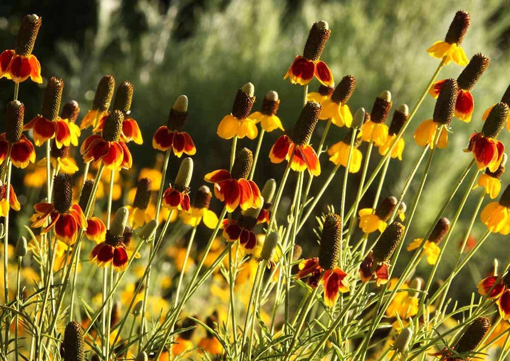 7. Mexican Hat (Ratibida columnifera)