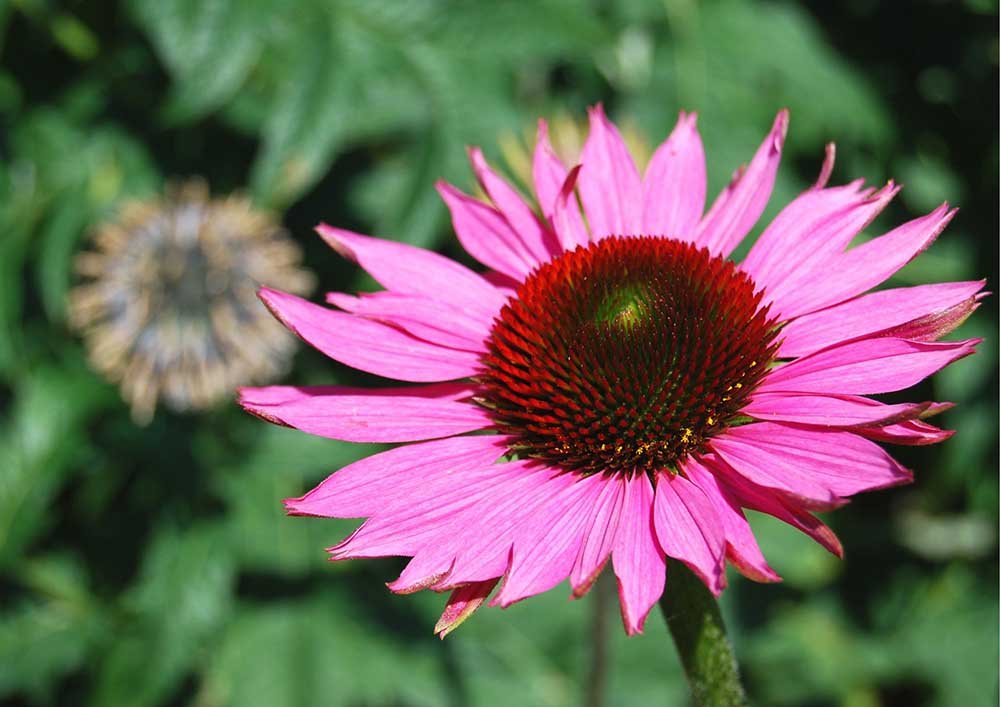 Purple coneflower