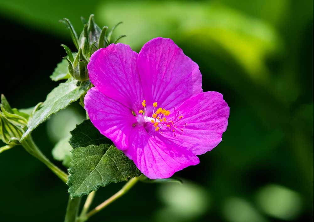 9. Rock Rose (Pavonia lasiopetala): 