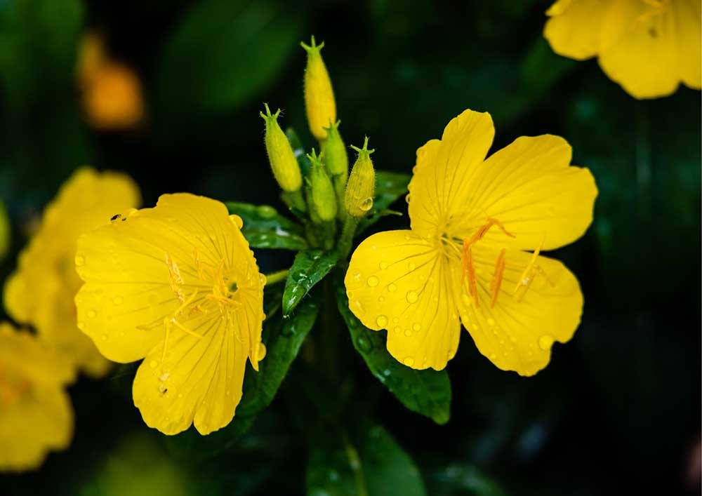 Sundrops (Calylophus berlandieri)