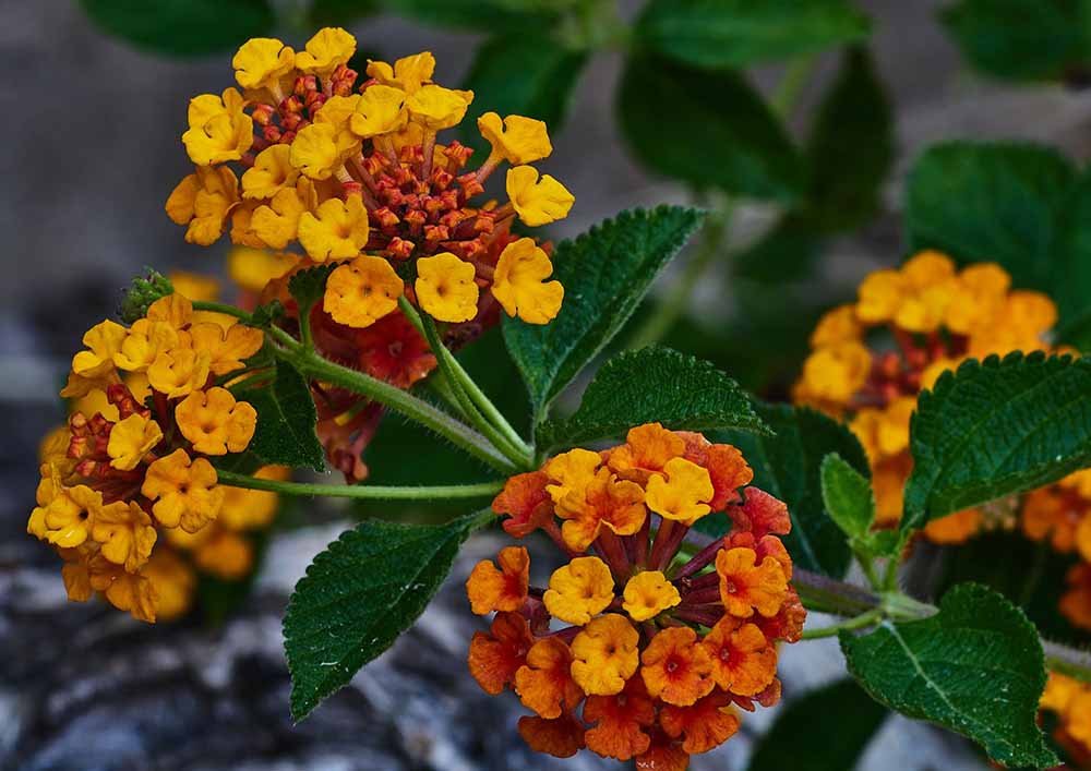 Texas Lantana (Lantana uticoids)``