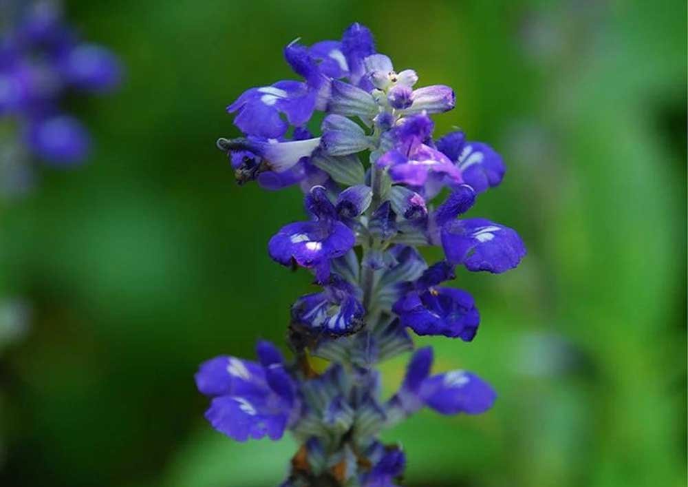 Texas Purple Sage (Salvia texana)