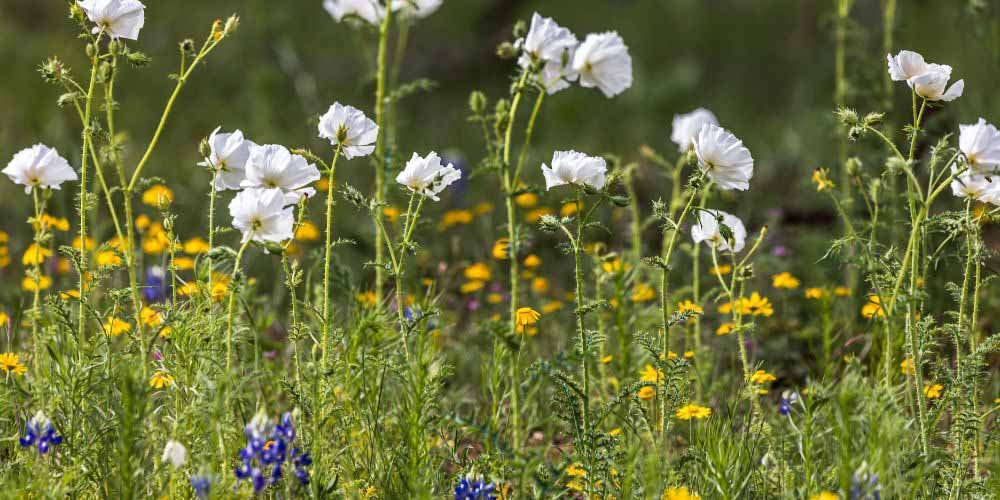 Top 10 Budget-Friendly Texas Native Flowering Plants That Thrive in Heat