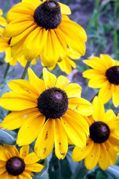 Black Eyed Susan Texas Native