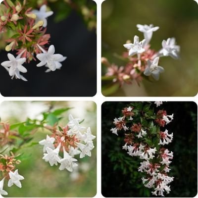 Glossy Abelia