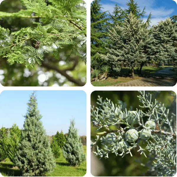 arizona cypress texas native plant