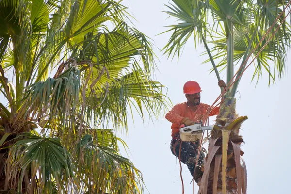 Tree Trimming