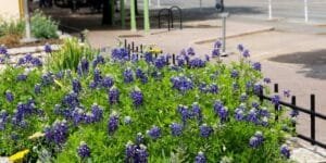 bluebonnet