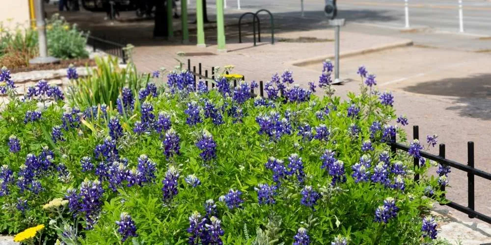 bluebonnet