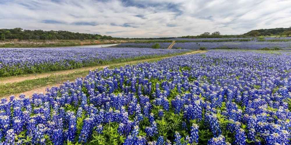 when to grow bluebonnet