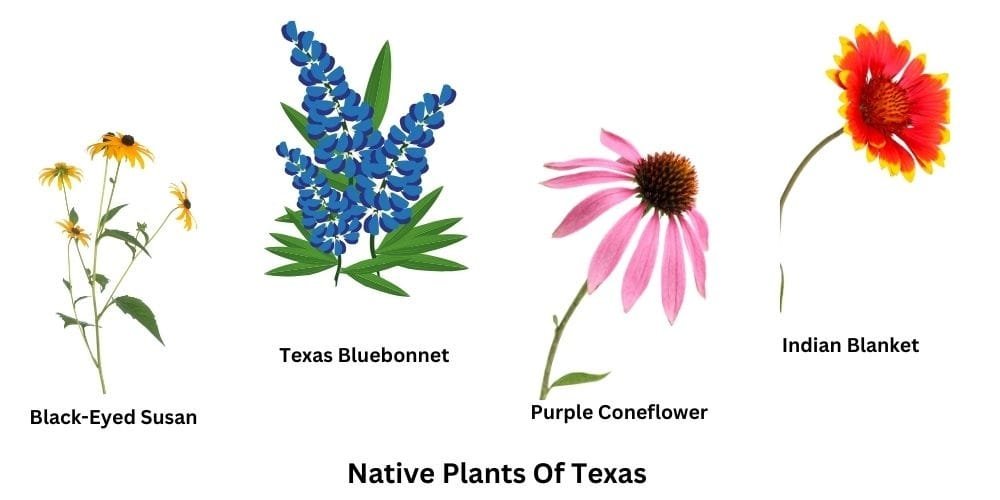 Embrace Native Plants