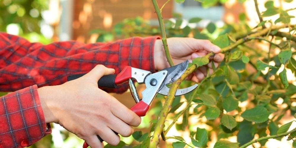 Cleaning and Pruning