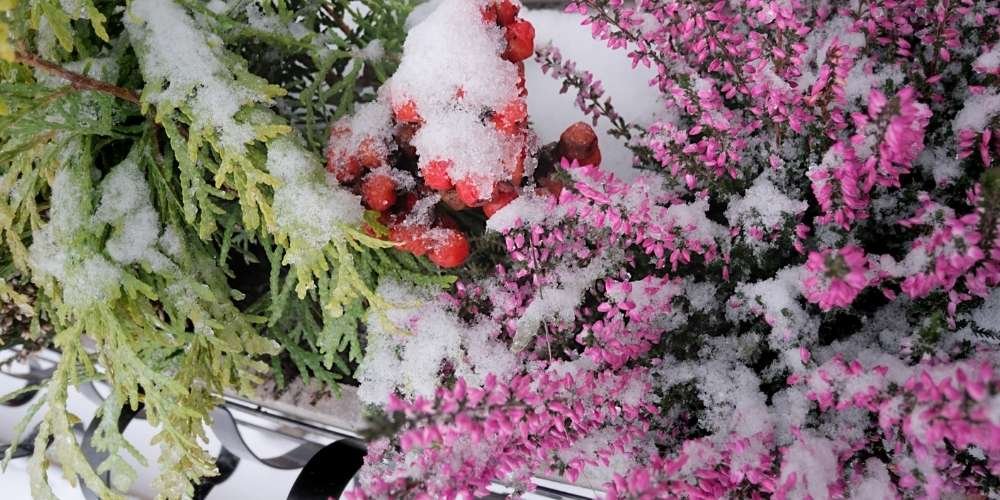 The Ultimate Guide to Winter Protection for Plants in Your Backyard