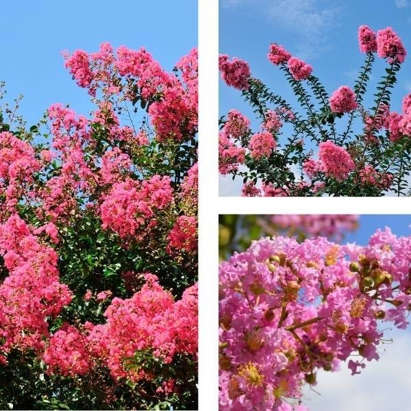 Crape Myrtle