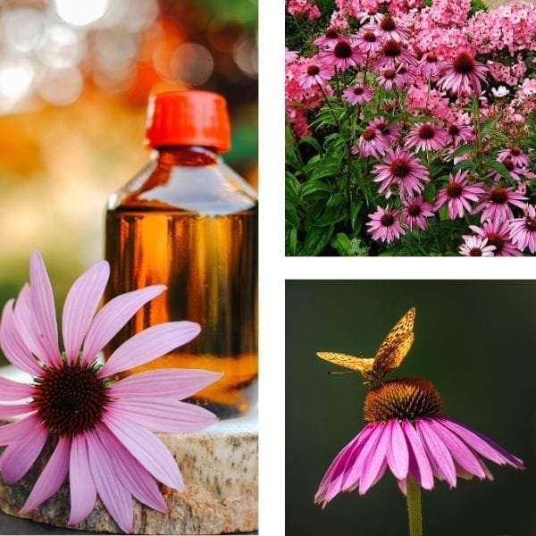 Echinacea