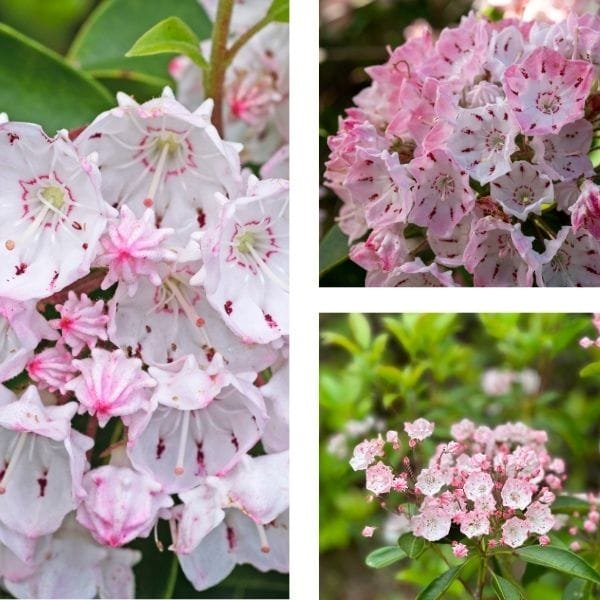 Mountain Laurel- Texas Native Plant