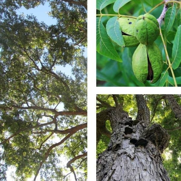 Texas native plant Pecan