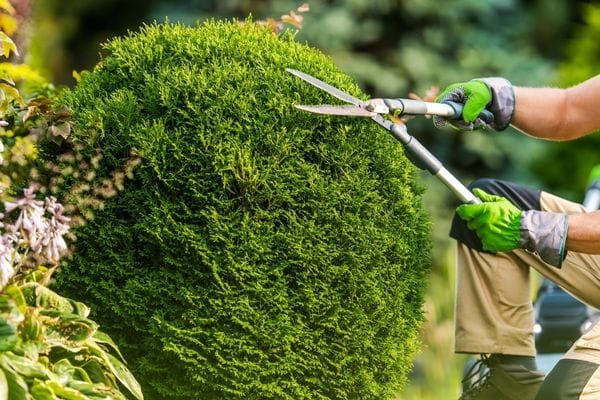 Tree Trimming