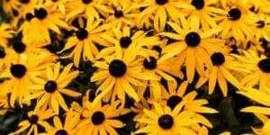 A Complete Guide to Growing Black-Eyed Susan Seeds