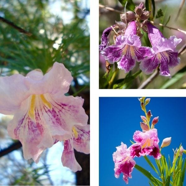 Desert Willow- Texas Native Plant