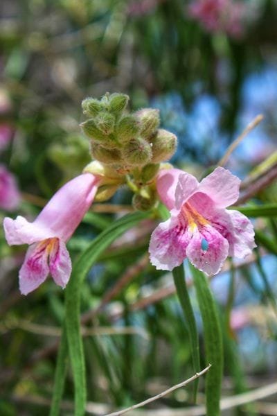 Texas Native Plant-Desert Willow