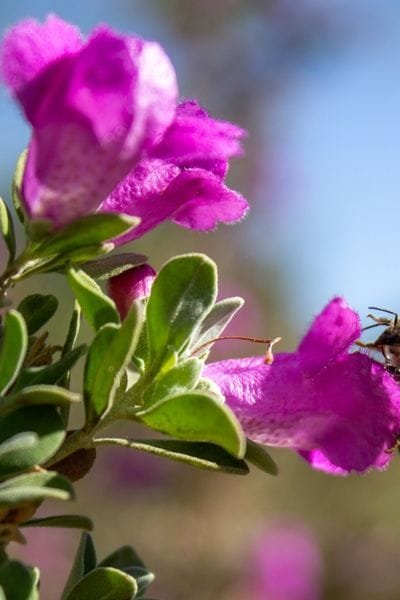 Texas Native Plant -Texas Sage