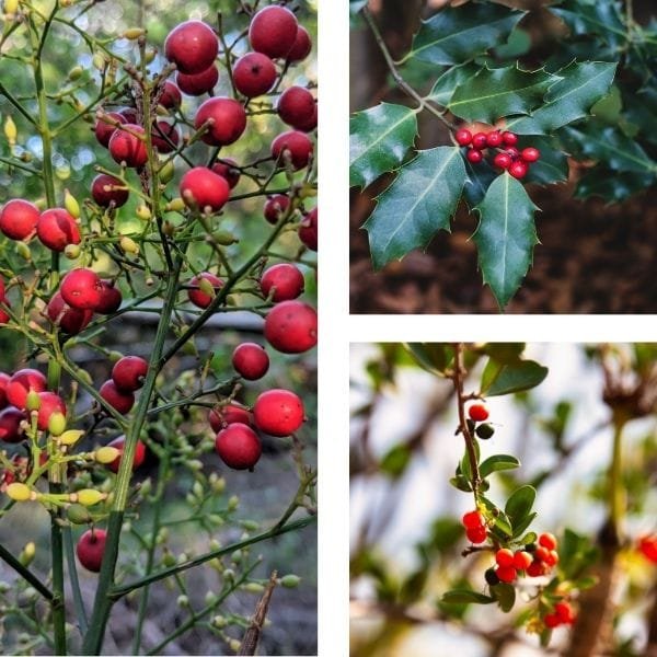 Texas Native Plant Yaupon holly