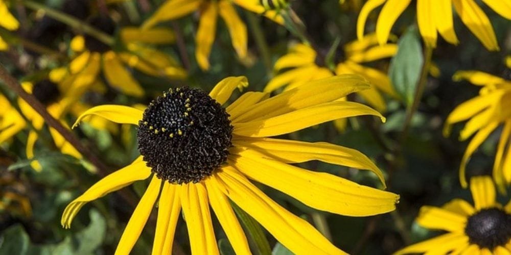 What Do Black-Eyed Susan Seeds Look Like