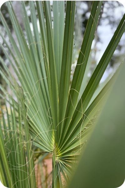 dwarf palmeto plant