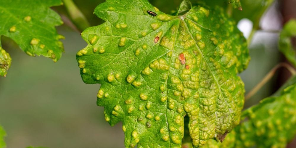 Blisters OR Edema on Leaves