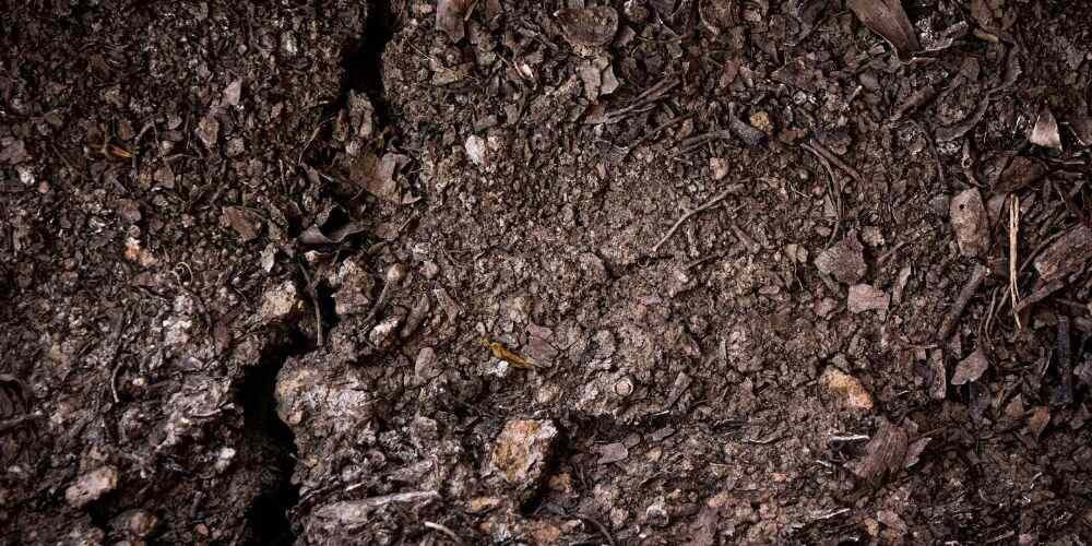 Fungus or Mold on the Soil Surface
