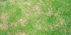 How to Get Rid of Brown Patch Fungus and Restore Your Lawn
