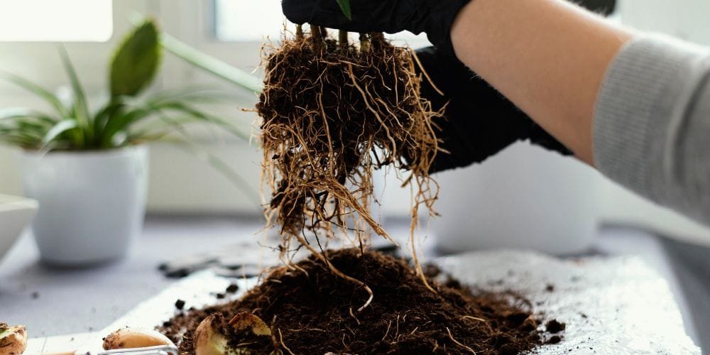 Root Rot