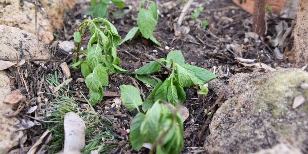 Wilting Despite Wet Soil