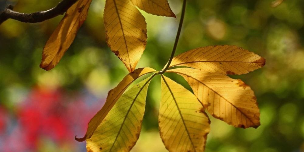 Yellowing Leaves