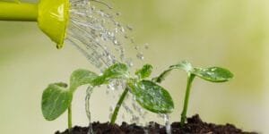 How to Rescue Overwatered Plants