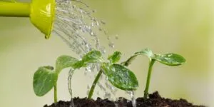 How to Rescue Overwatered Plants