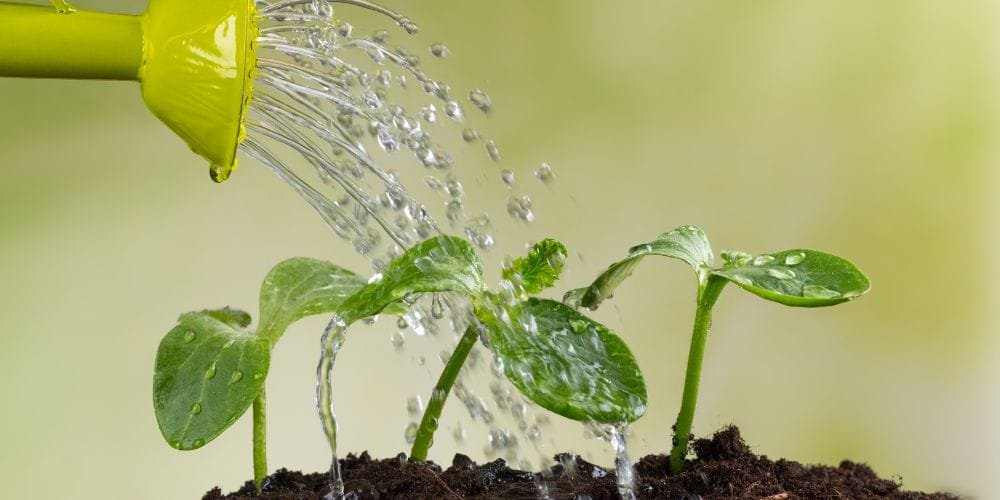 How to Rescue Overwatered Plants