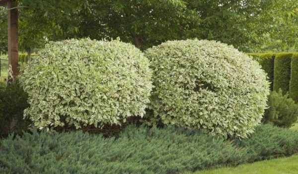 Dwarf Yaupon Holly_ Ilex vomitoria ‘Nana’