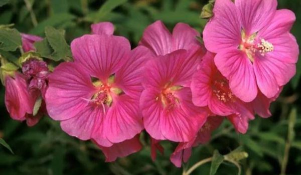 Pavonia Rock Rose_ Pavonia lasiopetala
