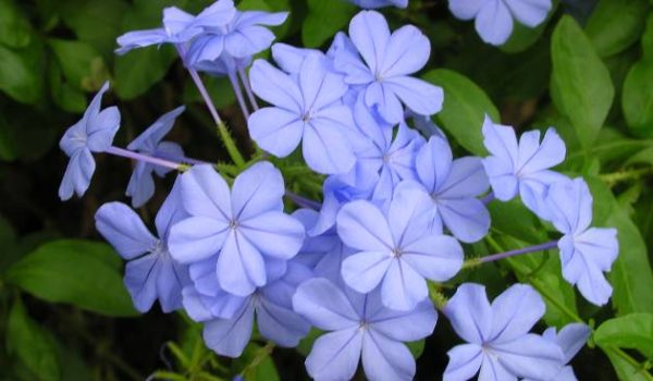 Plumbago_ Plumbago auriculata