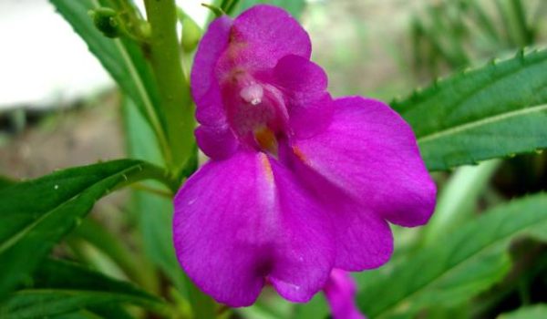 Salvia_ Salvia greggii
